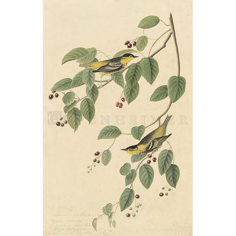 Carbonated Warbler Oppenheimer Print - New-York Historical Society Museum Store