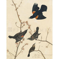 Red-winged Starling Oppenheimer Print