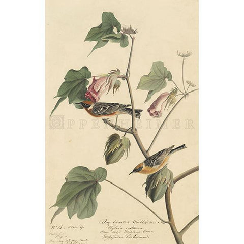 Bay-breasted Warbler Oppenheimer Print - New-York Historical Society Museum Store