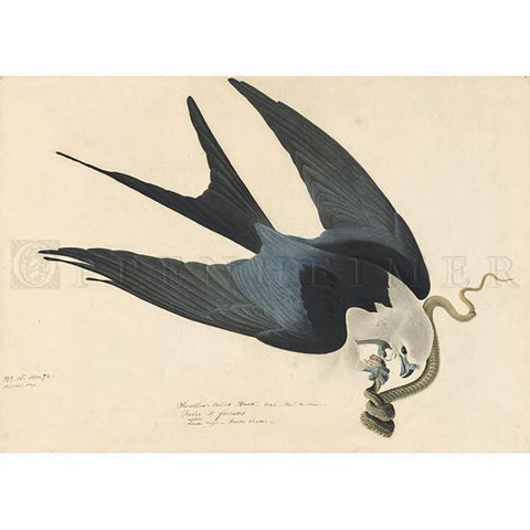 Swallow-tailed Hawk Oppenheimer Print