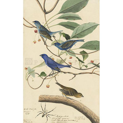 Indigo Bird Oppenheimer Print