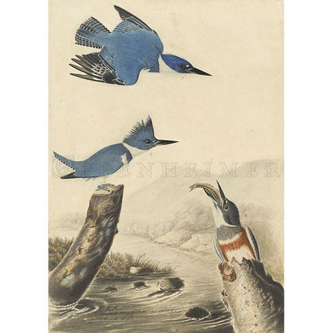 Belted Kingfisher Oppenheimer Print - New-York Historical Society Museum Store