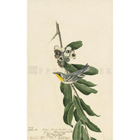 Yellow Throat Warbler Oppenheimer Print