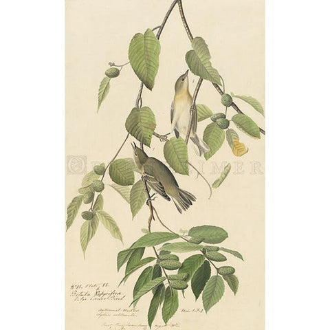 Autumnal Warbler Oppenheimer Print - New-York Historical Society Museum Store