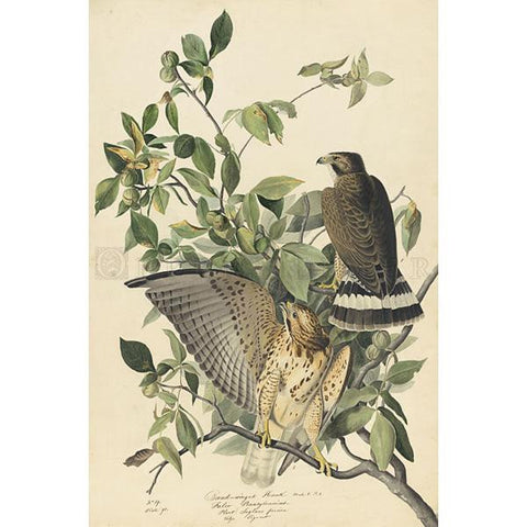 Broad-winged Hawk Oppenheimer Print - New-York Historical Society Museum Store