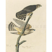 Pigeon Hawk Oppenheimer Print