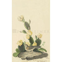 Bay-winged Bunting Oppenheimer Print - New-York Historical Society Museum Store