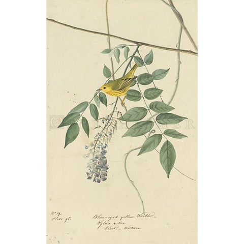 Blue-eyed yellow Warbler Oppenheimer Print - New-York Historical Society Museum Store