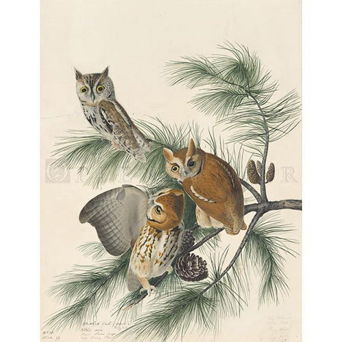 Mottled Owl Oppenheimer Print