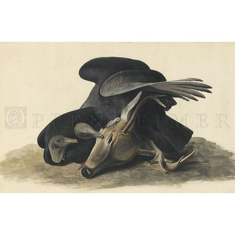 Black Vulture (plate 106) Oppenheimer Print - New-York Historical Society Museum Store