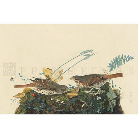 Fox-coloured Sparrow Oppenheimer Print