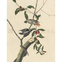 Downy Woodpecker Oppenheimer Print