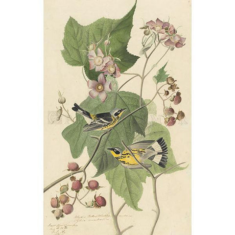 Black & Yellow Warbler Oppenheimer Print - New-York Historical Society Museum Store