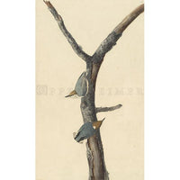 Brown-headed Nuthatch Oppenheimer Print - New-York Historical Society Museum Store