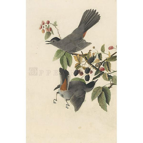 Cat Bird Oppenheimer Print - New-York Historical Society Museum Store