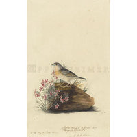 Yellow-winged Sparrow Oppenheimer Print