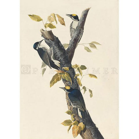 Three-toed Woodpecker Oppenheimer Print