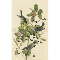 Black-poll Warbler Oppenheimer Print - New-York Historical Society Museum Store