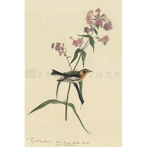 Blackburnian Warbler Oppenheimer Print - New-York Historical Society Museum Store