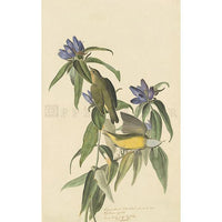 Connecticut Warbler Oppenheimer Print - New-York Historical Society Museum Store