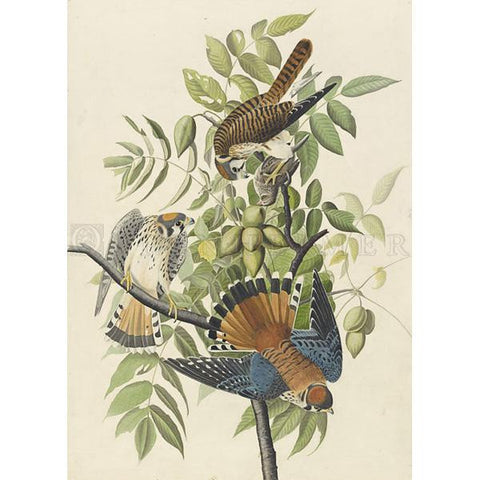 American Sparrow Hawk Oppenheimer Print - New-York Historical Society Museum Store