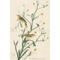 Yellow Red-poll Warbler Oppenheimer Print