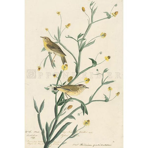 Yellow Red-poll Warbler Oppenheimer Print