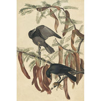 Fish Crow Oppenheimer Print