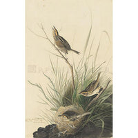 Sharp-tailed Finch Oppenheimer Print