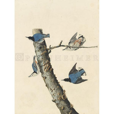 White-breasted Black-capped Nuthatch Oppenheimer Print