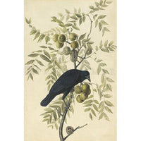 American Crow Oppenheimer Print - New-York Historical Society Museum Store