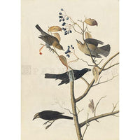A print of four grey, buff, and black Rusty Grackle birds perched on a dying branch.