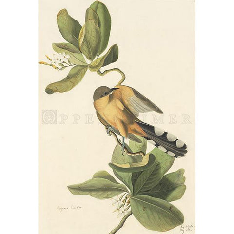 Mangrove Cuckoo Oppenheimer Print