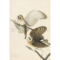 Barn Owl Oppenheimer Print - New-York Historical Society Museum Store