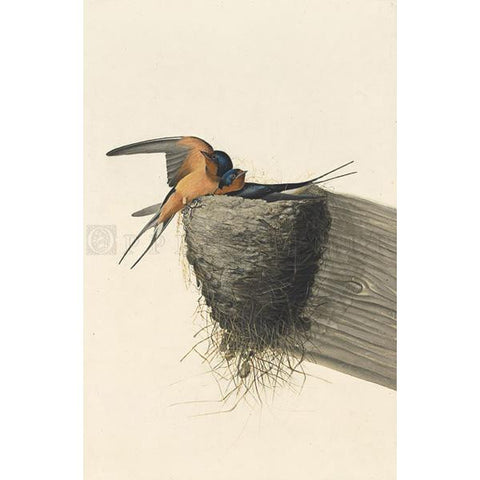 Barn Swallow Oppenheimer Print - New-York Historical Society Museum Store