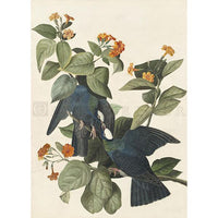 White-crowned Pigeon Oppenheimer Print