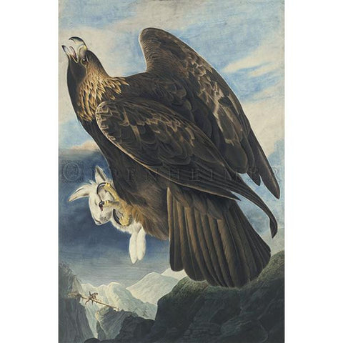 Golden Eagle Oppenheimer Print