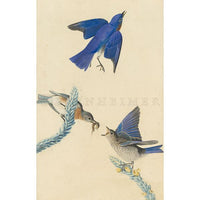 Blue-bird Oppenheimer Print - New-York Historical Society Museum Store