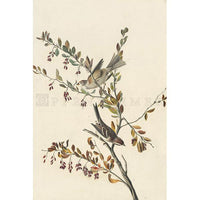 Tree Sparrow Oppenheimer Print