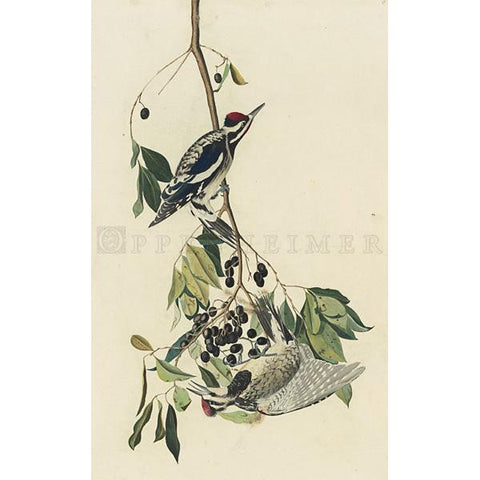 Yellow-bellied Woodpecker Oppenheimer Print