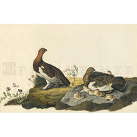 Willow Grous or Large Ptarmigan Oppenheimer Print