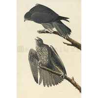 Labrador Falcon Oppenheimer Print