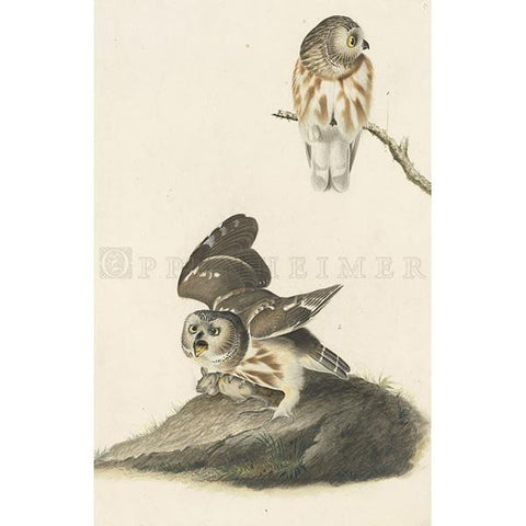 Little Owl Oppenheimer Print