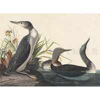 Red-throated Loon Oppenheimer Print