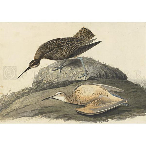 Esquimaux Curlew Oppenheimer Print