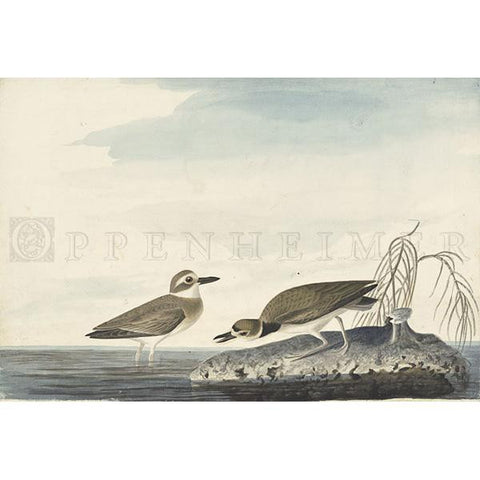 Wilson's Plover Oppenheimer Print