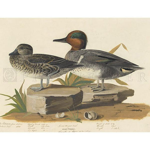 American Green winged Teal Oppenheimer Print - New-York Historical Society Museum Store