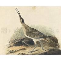 Great Esquimaux Curlew Oppenheimer Print