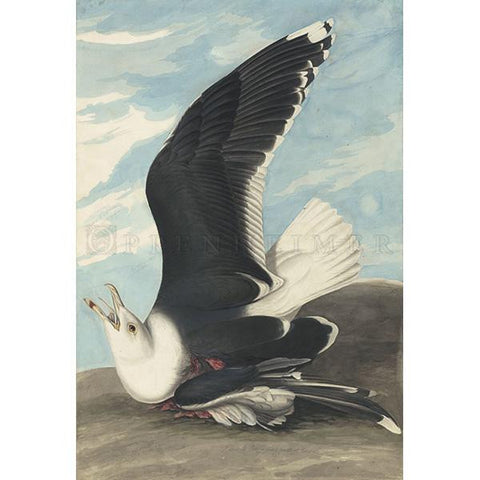 Black Backed Gull Oppenheimer Print - New-York Historical Society Museum Store