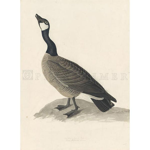 Hutchins's Barnacle Goose Oppenheimer Print